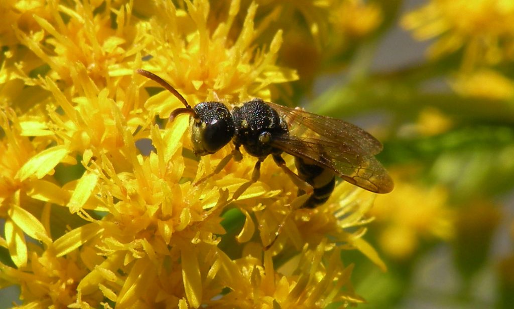 Cerceris sabulosa, maschio